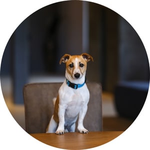 Foto vom Hund Rudi